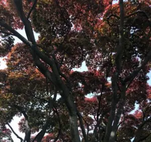 Trees